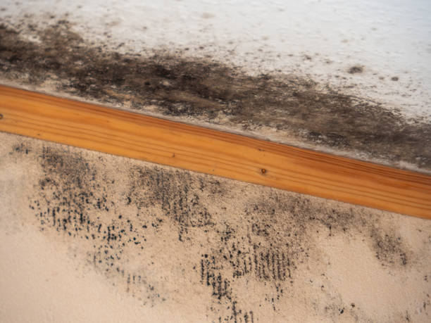 Best Mold Prevention Services  in Cahokia, IL